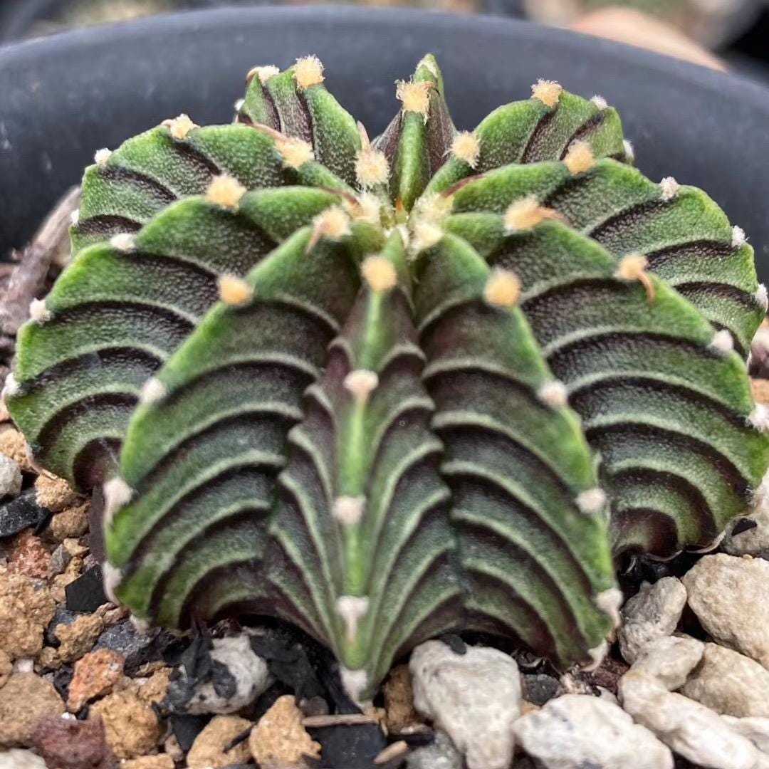 Rare Cactus, Gymnocalycium Mihanovichii LB2178 (2”), Live Plant