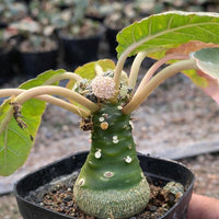 Dorstenia Foetida, Rare Succulents (No Leaves)