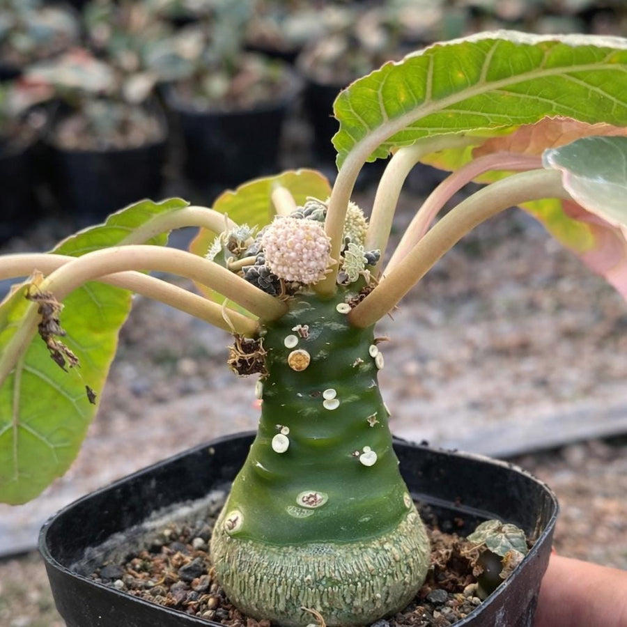 succulents without thorns Dorstenia Foetida, Rare Succulents (No Leaves)– 1am Succulents