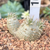 Rare Succulents - Pachypodium Brevicaule, Growers Choice