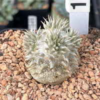 Rare Succulents - Pachypodium Brevicaule, Growers Choice
