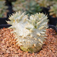 Rare Succulents - Pachypodium Brevicaule, Growers Choice