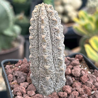 Rare Euphorbia - Euphorbia Abdelkuri grey small (3.5” pot)