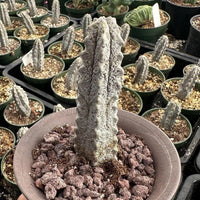 Rare Euphorbia - Euphorbia Abdelkuri grey small (3.5” pot)