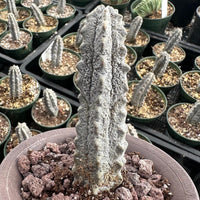 Rare Euphorbia - Euphorbia Abdelkuri grey small (3.5” pot)