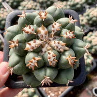 Rare Cactus, Coryphantha Elephantidens var. Tanshi