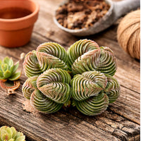 A close-up image of a group of spiral-shaped succulent plants on a wooden surface, with a small orange pot and some brown objects in the background.