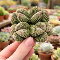 A hand is holding a unique, spiral-shaped cactus plant with multiple layers of green, twisted leaves.