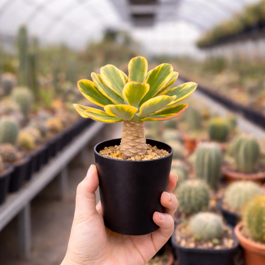 Variegated Euphorbia Poissonii - Rare Variegated Succulent Plant