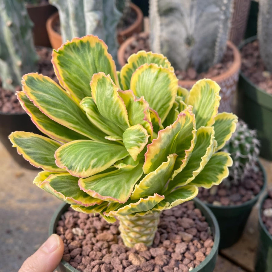 Variegated Euphorbia Poissonii - Rare Variegated Succulent Plant - Exotic  Indoor Plant