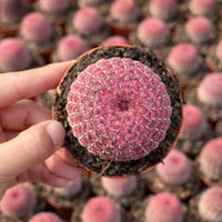 Rare Rainbow Cactus Echinocereus Rigidissimus, Starter Plant, Live Plant