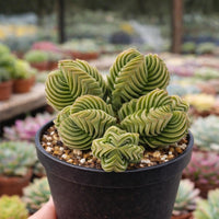 A close-up image of a potted cactus plant with unique, spiral-shaped leaves.