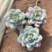 Echeveria Laui, Colorful Live Rosette Plant – Popular Gift for Her