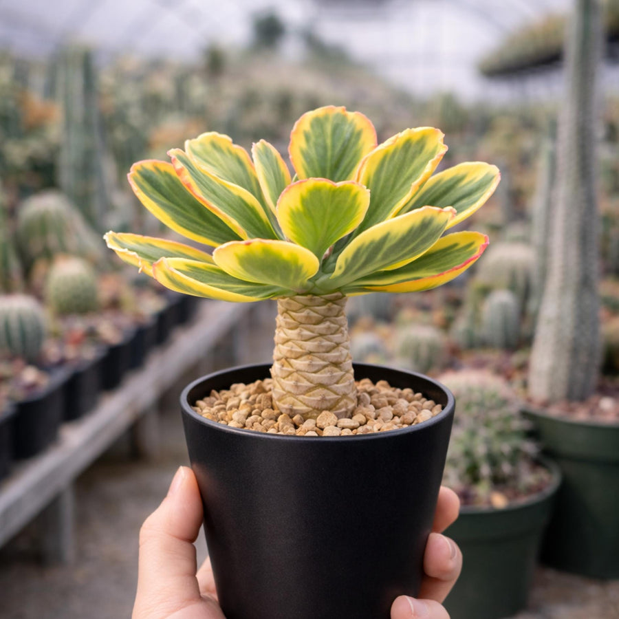 yellow and green succulent Variegated Euphorbia Poissonii - Rare Variegated Succulent Plant - Exotic Indoor Plant
