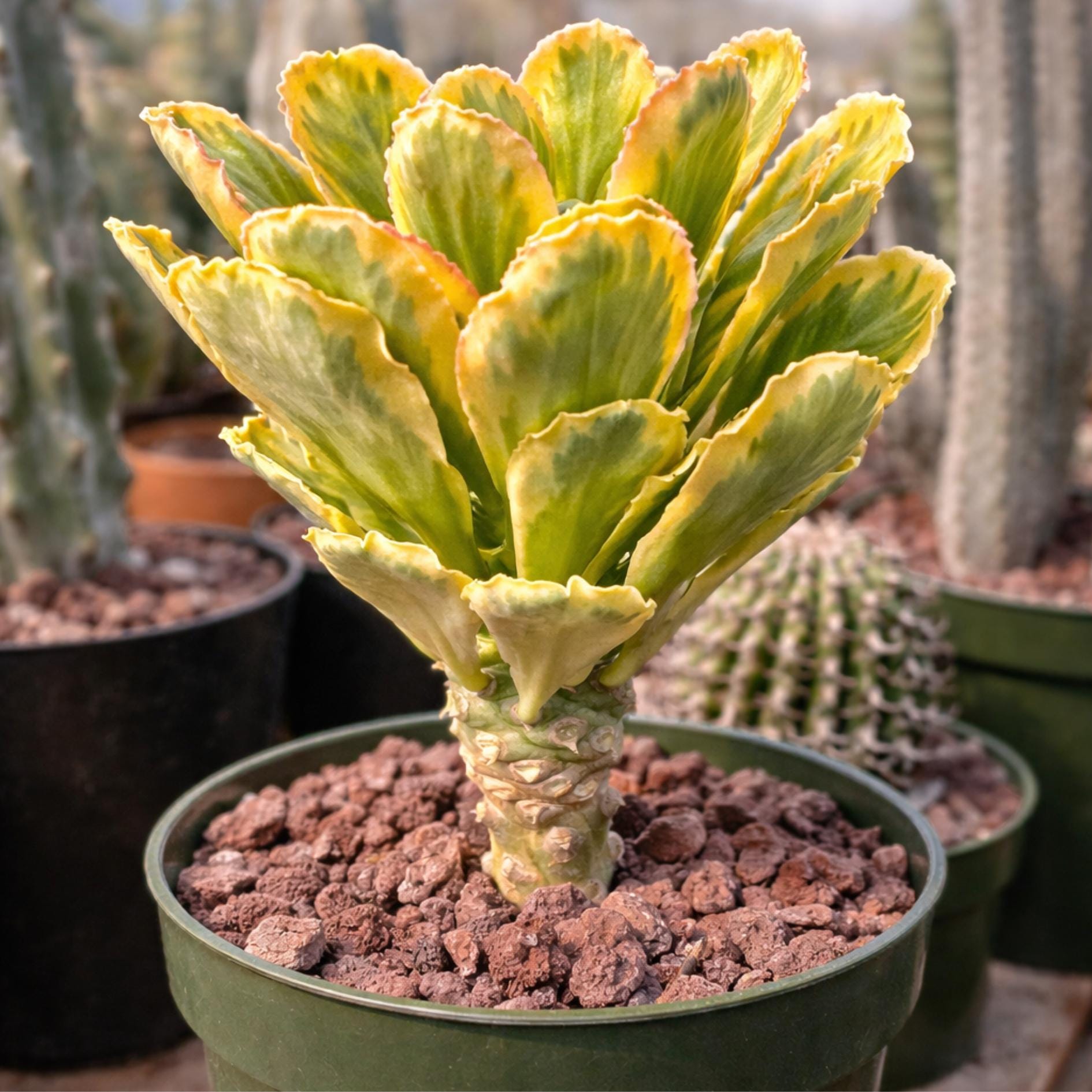 euphorbia poissonii variegata Variegated Euphorbia Poissonii - Rare Variegated Succulent Plant - Exotic  Indoor Plant