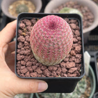 Rare Rainbow Cactus Echinocereus Rigidissimus, Starter Plant, Live Plant