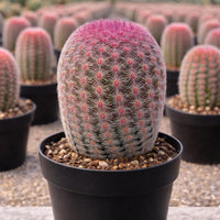 Rare Rainbow Cactus Echinocereus Rigidissimus, Starter Plant, Live Plant