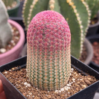 Rare Rainbow Cactus Echinocereus Rigidissimus, Starter Plant, Live Plant
