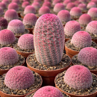 Rare Rainbow Cactus Echinocereus Rigidissimus, Starter Plant, Live Plant