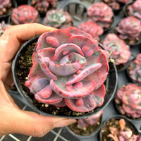 A hand is holding a potted succulent plant with a vibrant red and purple color pattern.