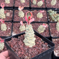 Euphorbia Ritchiei White Variegata Cutting - Rare Succulent Euphorbia Plant – Live Indoor/Outdoor Houseplant