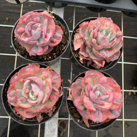 a collection of potted succulent plants with vibrant pink and red hues, arranged on a metal grid or shelf.