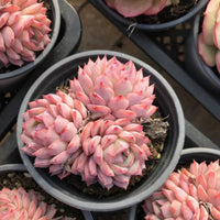 Rare Echeveria Desert Rose Succulent Cluster – Live Rosette Plant – Unique Drought-Tolerant Houseplant