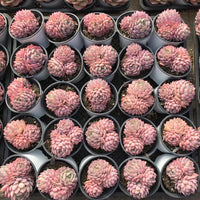 Rare Echeveria Desert Rose Succulent Cluster – Live Rosette Plant – Unique Drought-Tolerant Houseplant
