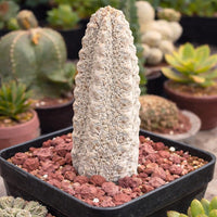 Rare Euphorbia - Euphorbia Abdelkuri grey small (3.5” pot)