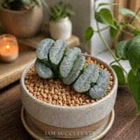 Rare Succulents - Haworthia Truncata Phoenix