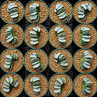Rare Succulents - Haworthia Truncata Phoenix