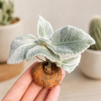 Rare Succulents - Sinningia leucotricha (Bulb Only)
