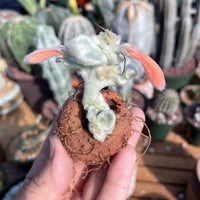 Rare Succulents - Sinningia leucotricha (no leaves)