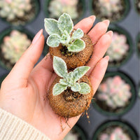 Rare Succulents - Sinningia leucotricha (Bulb Only)