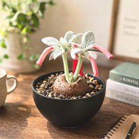 Rare Succulents - Sinningia leucotricha (Bulb Only)