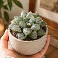 Rare Succulents - Haworthia Emelyae var. Comptoniana Oyayubihime (3"-4")