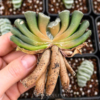 Rare Succulents - Haworthia Truncata Phoenix