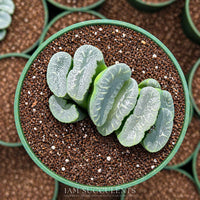 Rare Succulents - Haworthia Truncata Phoenix