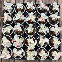 Rare Succulents - Sinningia leucotricha (Bulb Only)