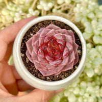 Echeveria Red Velvet Sugar Heart Cutting, Succulent Plant Unique Home Decor Gift Low Maintenance Greenery, Live Plant