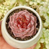 Echeveria Red Velvet Sugar Heart Cutting, Succulent Plant Unique Home Decor Gift Low Maintenance Greenery, Live Plant
