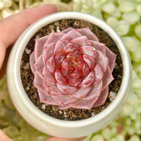 Echeveria Red Velvet Sugar Heart Cutting, Succulent Plant Unique Home Decor Gift Low Maintenance Greenery, Live Plant