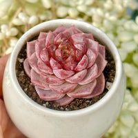 Echeveria Red Velvet Sugar Heart Cutting, Succulent Plant Unique Home Decor Gift Low Maintenance Greenery, Live Plant