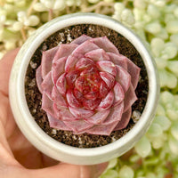 Echeveria Red Velvet Sugar Heart Cutting, Succulent Plant Unique Home Decor Gift Low Maintenance Greenery, Live Plant