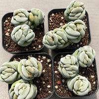 Crassula Alstonii 3-4 Heads, Rare Succulent Plants, Crassula Exotic