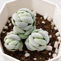 Crassula Alstonii 3-4 Heads, Rare Succulent Plants, Crassula Exotic