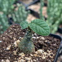 A small green plant with a large leaf growing in a black pot filled with soil and rocks.