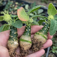 A hand holding three small, green plants with brown roots, surrounded by leaves.