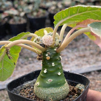 A potted succulent plant with green leaves and a small flower blooming on top, placed in a black pot.