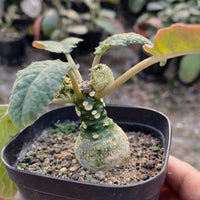 A potted succulent plant with green leaves and a white-spotted base is being held in a hand.